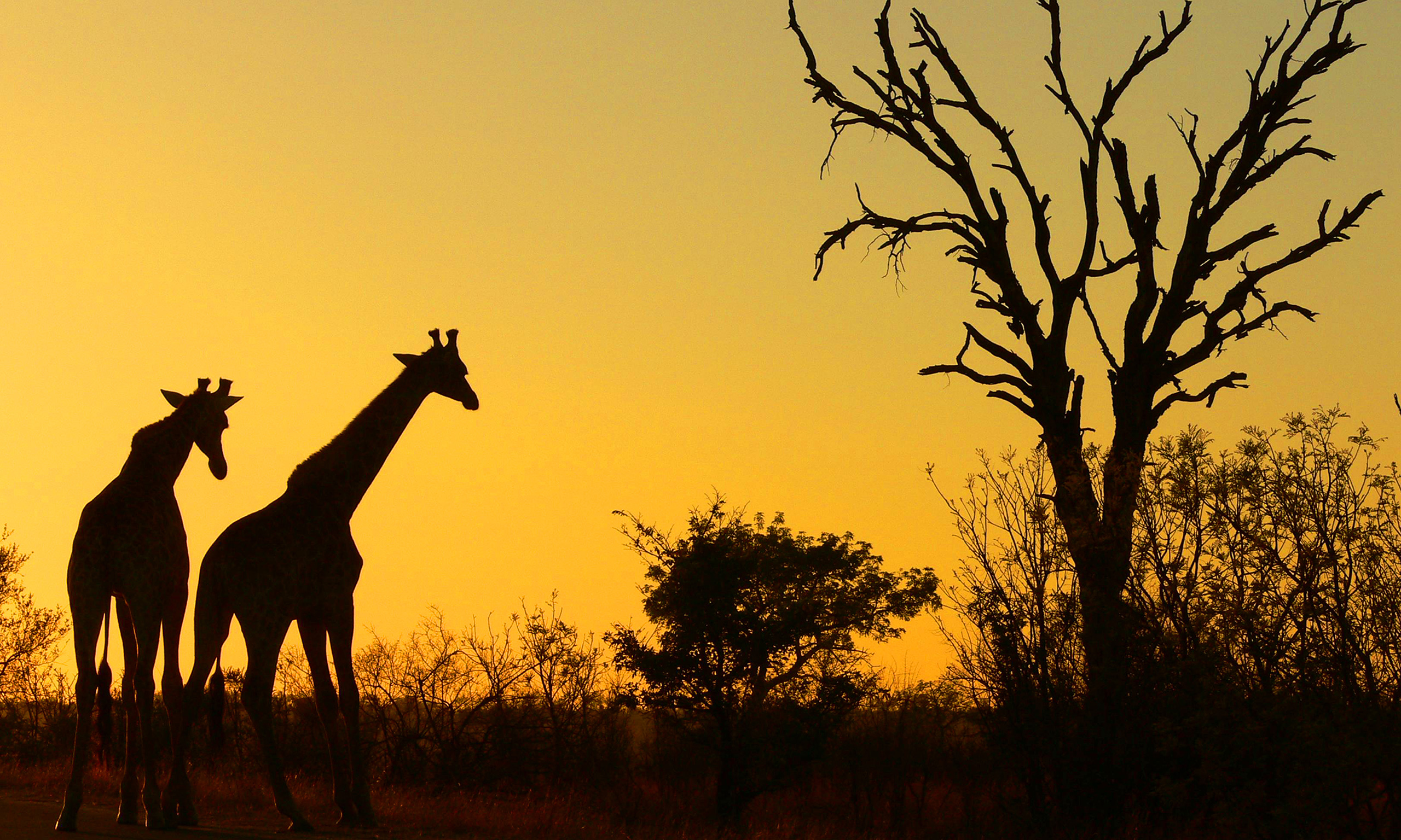 Kruger National Park (10 Days) Tour - Africa Epic Safaris 